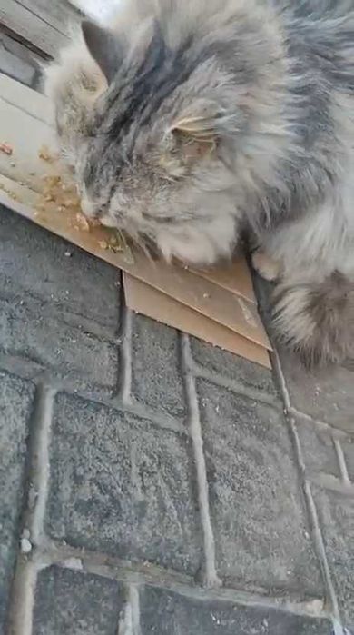 Чей красивый кот? Кто потерял?