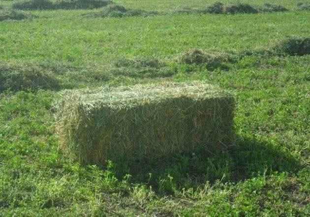 Baloți trifoi de anul acesta