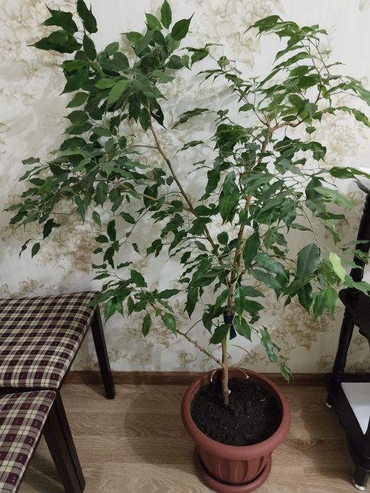 Продам фикус Бенджамин.