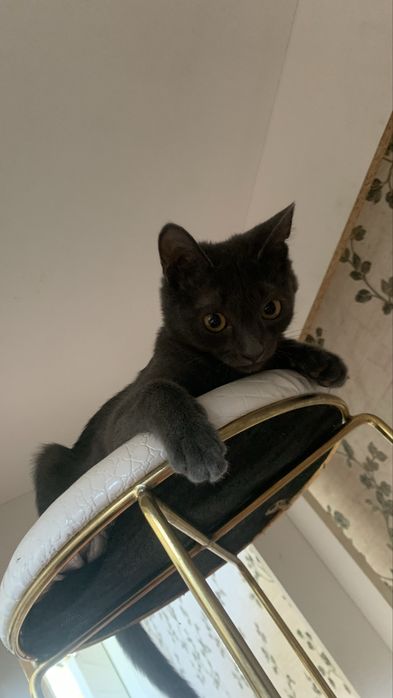 Котенок маленький