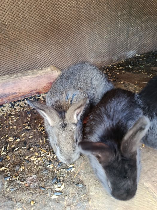 Продам крольчат.