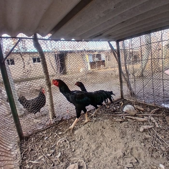 Dakan xo'roz sotiladi. 2 yillik.