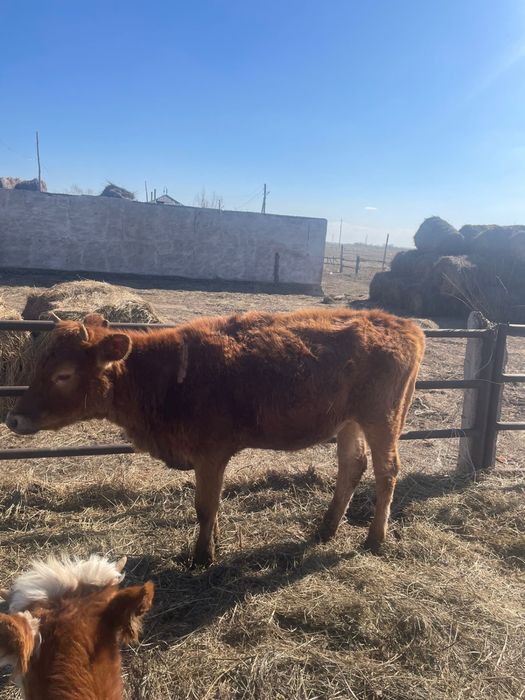 Продам! Телки от симменталсках коров