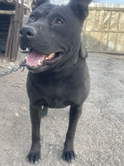 Продам питбуля кубинец