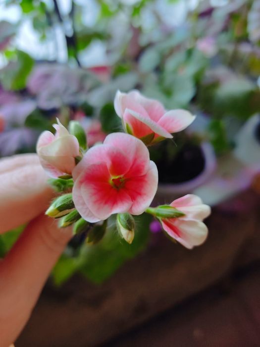 Пеларгонии сортовые