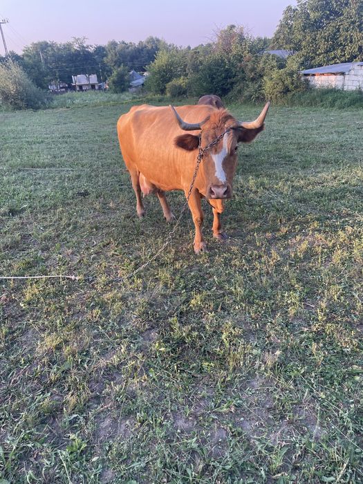Vand vaca, Bălțată românească,120milioane.