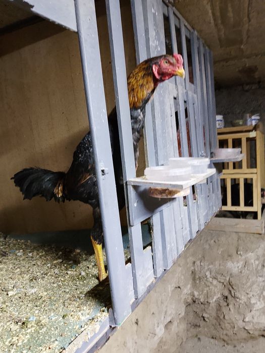 Продам бойцового петуха