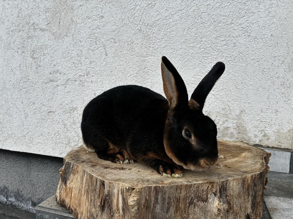 Mascul rex iepure cu blana de catifea