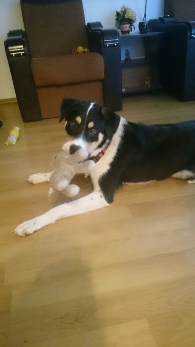 Pet sitter, cazare catei, pisici