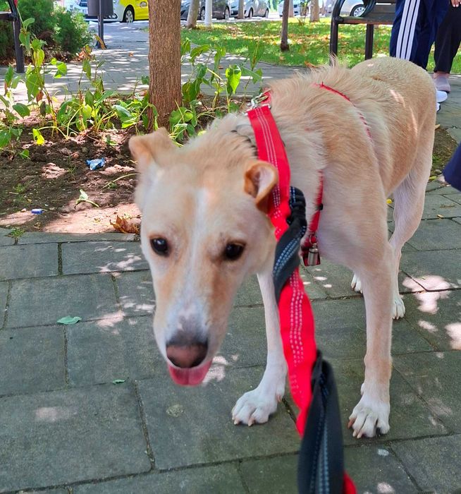 Adoptie caine superb pt curte mare