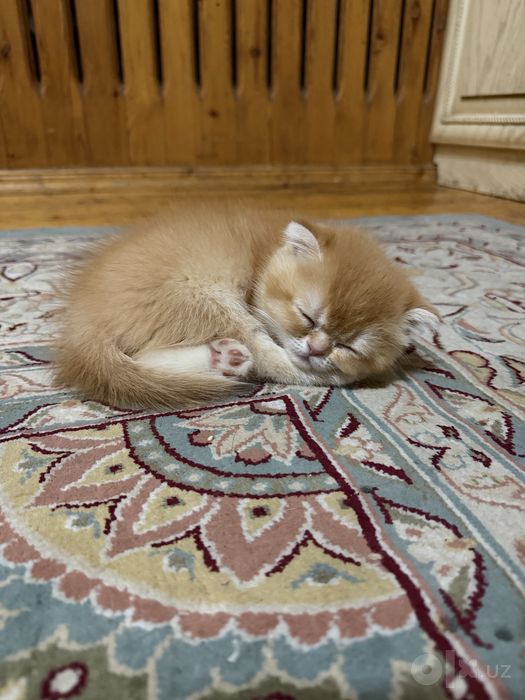 продаю котенок британский шиншилла
