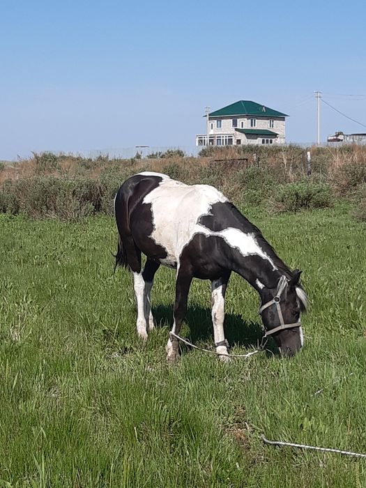 Продам мерина. Ат сатам.