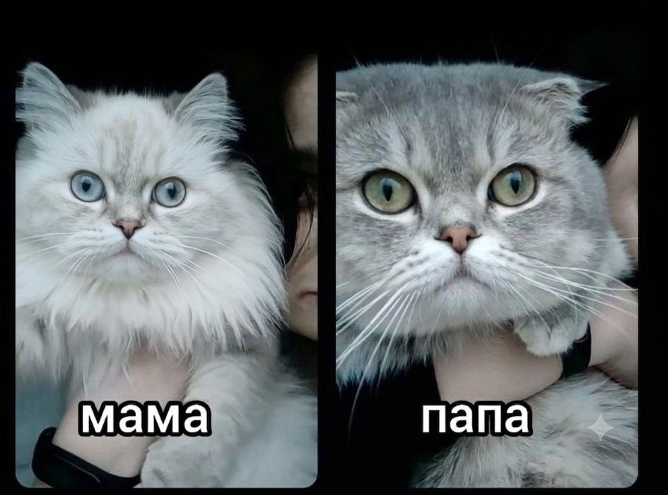 Продаются котята