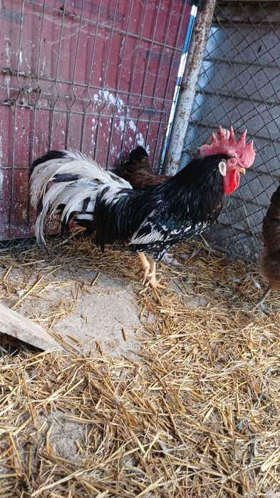 Cocos rasa ameraucana și italian