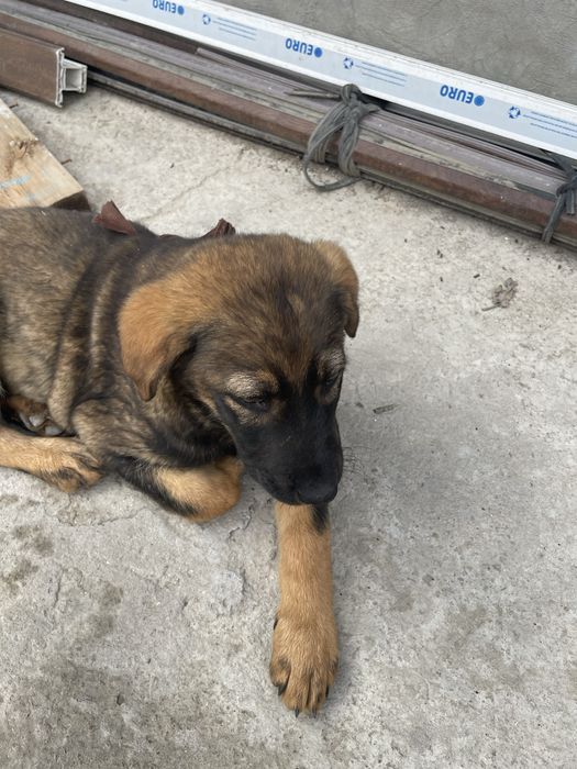 Продаю собаку полу авчарка малчик