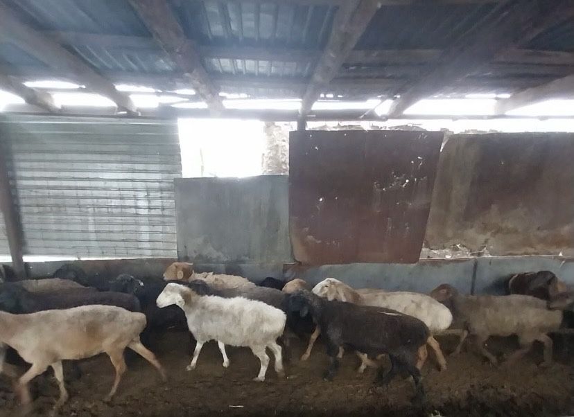 Продам     баран