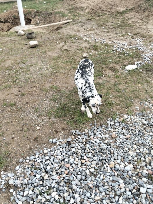 Далматинский. Ит жасы 6 да