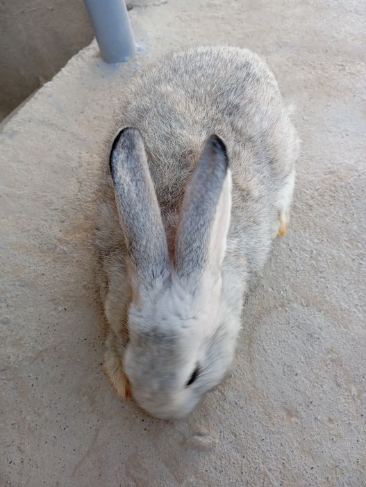 Quyon sotiladi erkak