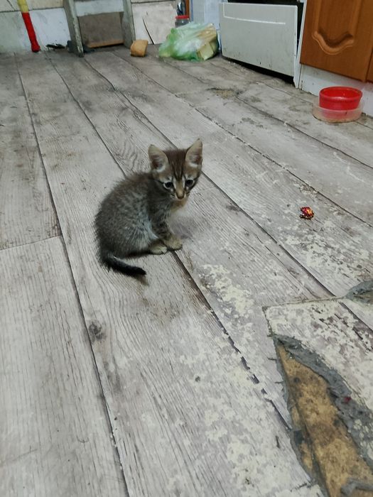Отдам котят бесплатно