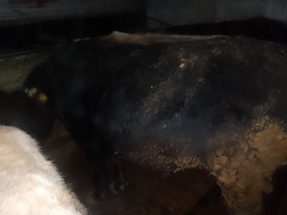 Продам Бычков откормленных