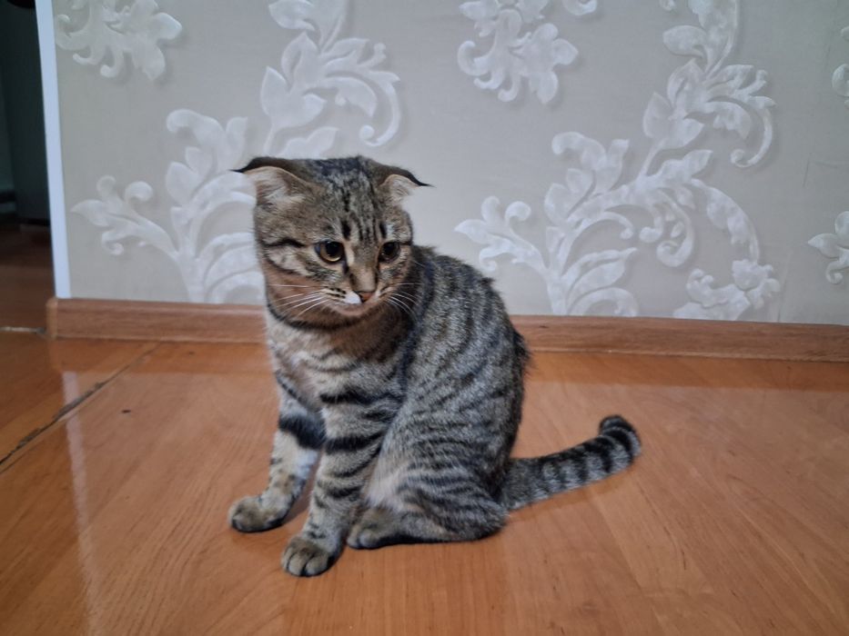 Кошка в добрые руки