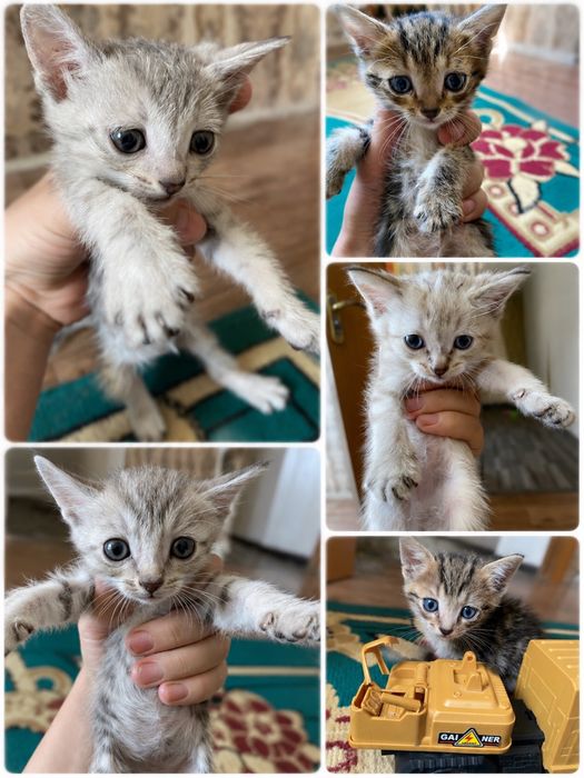Котята пароды табби