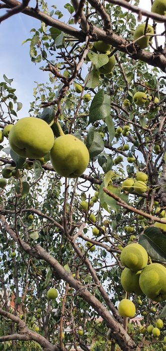 Nok mevalari sotiladi