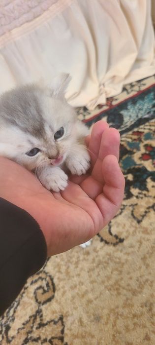 Serebritskiy shinshila mushugimiz sotiladi