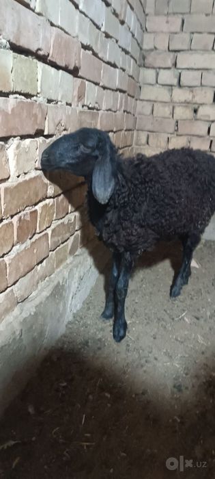 Qo'zichoq  3 oyli