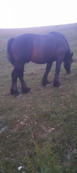 De vânzare doi mânzi