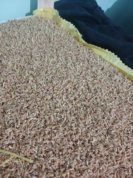 Sumalak va undirilgan bugʻdoy sotamiz...