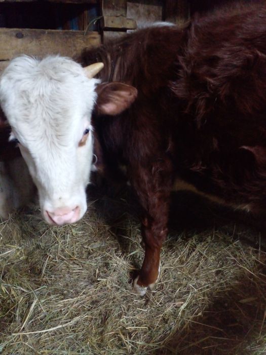 Продам годовалого бычка