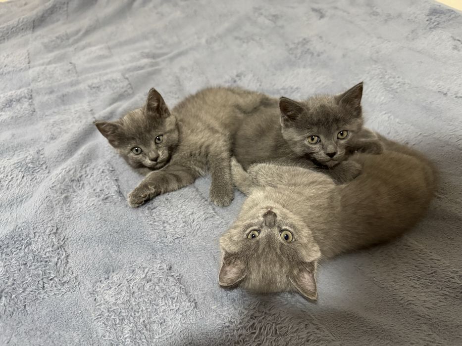 Отдам котят в добрве руки