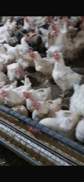 Vand gaini de carne en gross