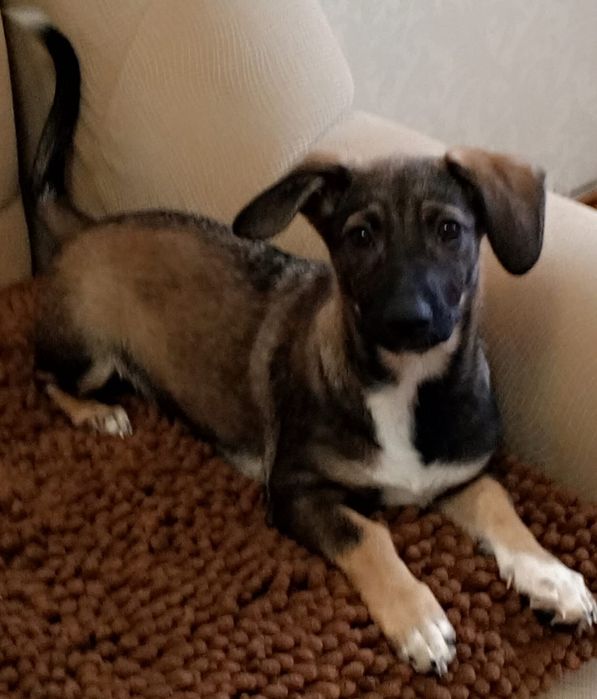 Щенки "Элитной дворняги"