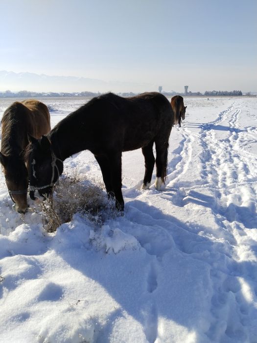 Дөнежін байтал сатылады