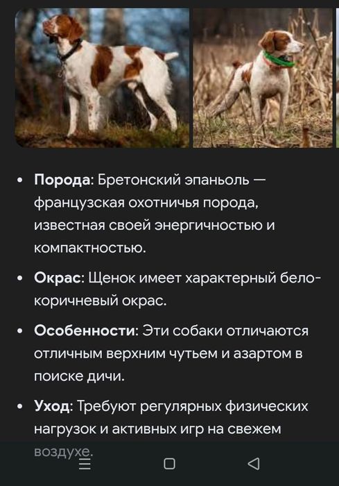 Охотничий собака