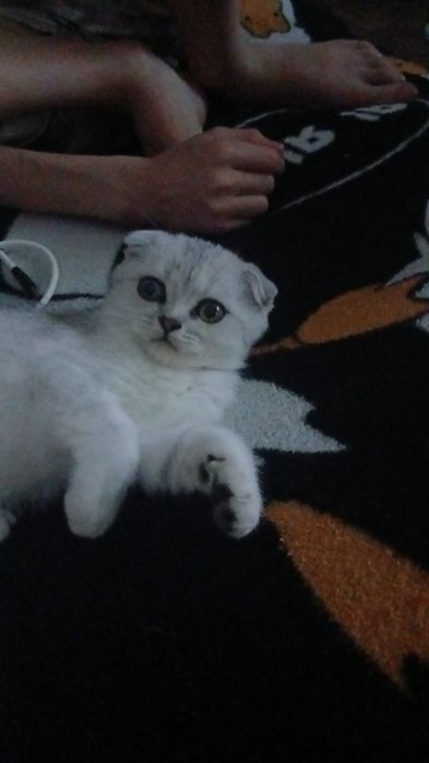 Продам котенка вислоухий 15000