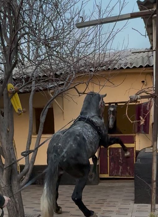 Продам Коня Орловец рост 1,75