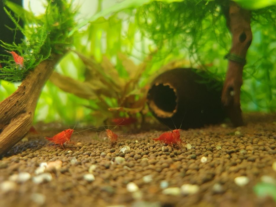 Креветки красный