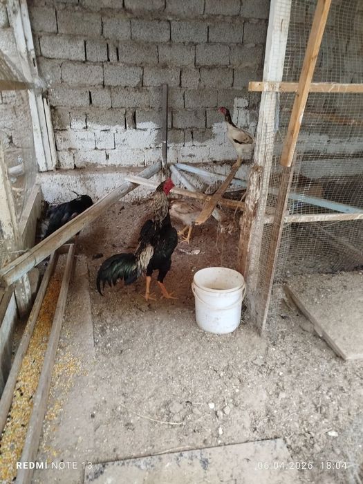 Boboqi xoroz 1 yosh sog'lom ozim kotta qiganman