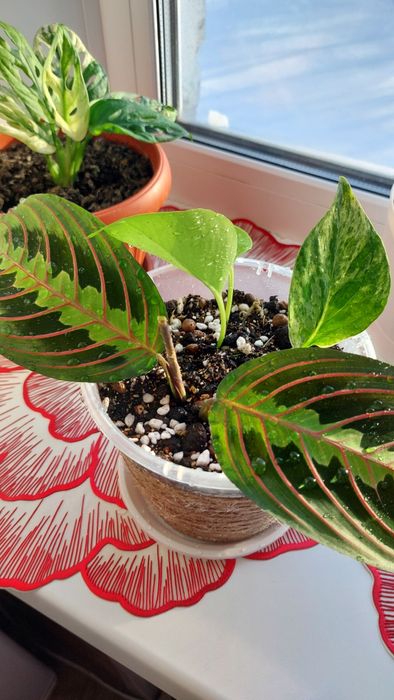 Три цветка в одном горшке