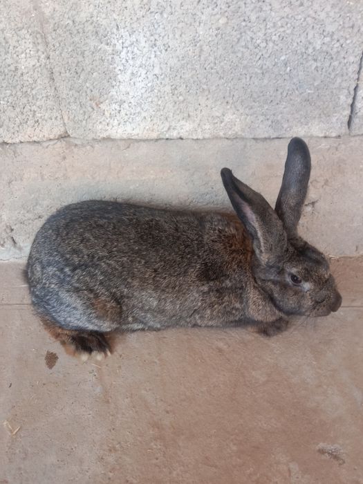 Қолма қол емес каспий