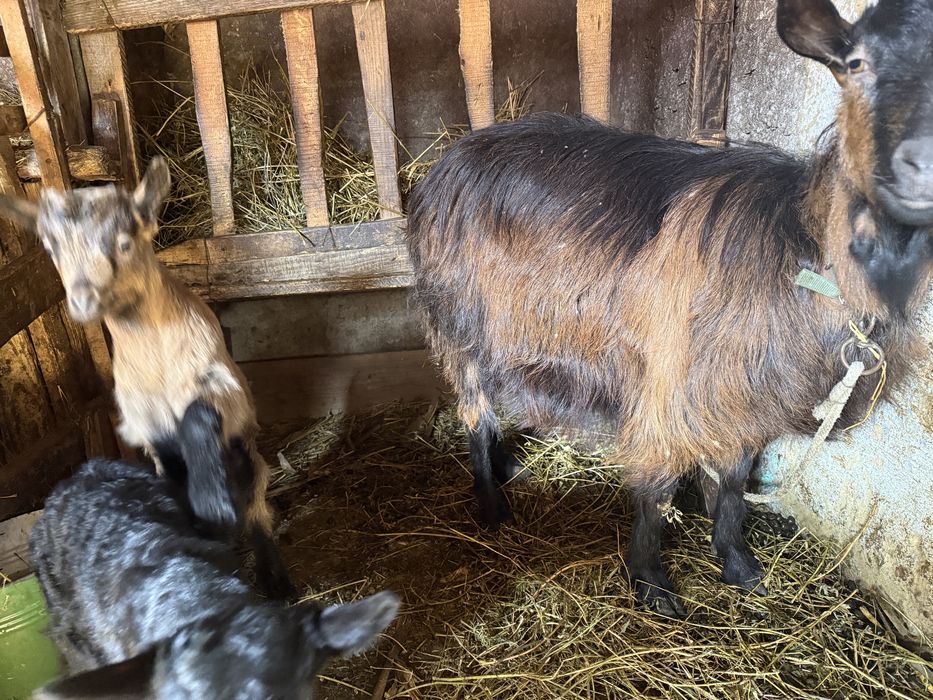 Vand capră la a doua fătare impreuna cu iezii