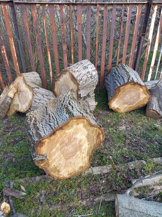 Големи орехови трупи