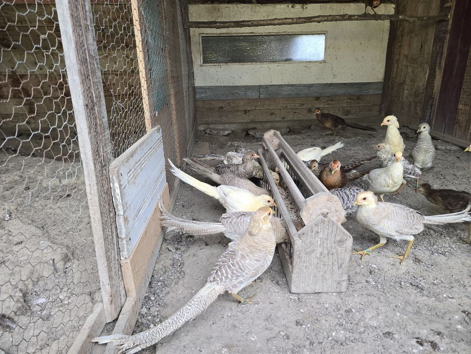 Vand fazani masculi aurii 2025