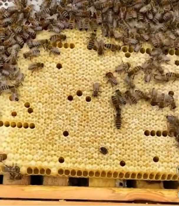 Vând mătci împerecheate Apis Melifera Carpatica