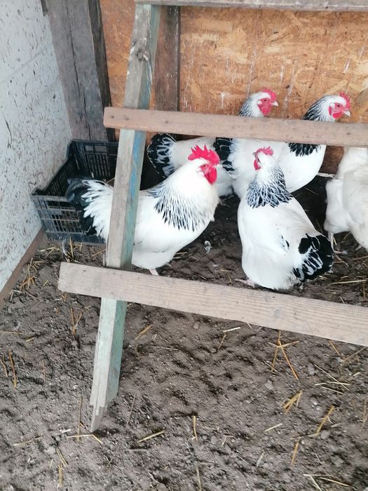 Oua de încubat din rasa sussex și gât golaș de Transilvania