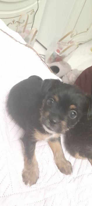 Отдам щенят бесплатно