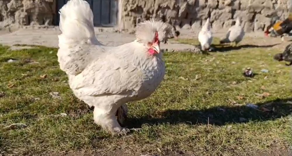 Залатой Себрайт японский